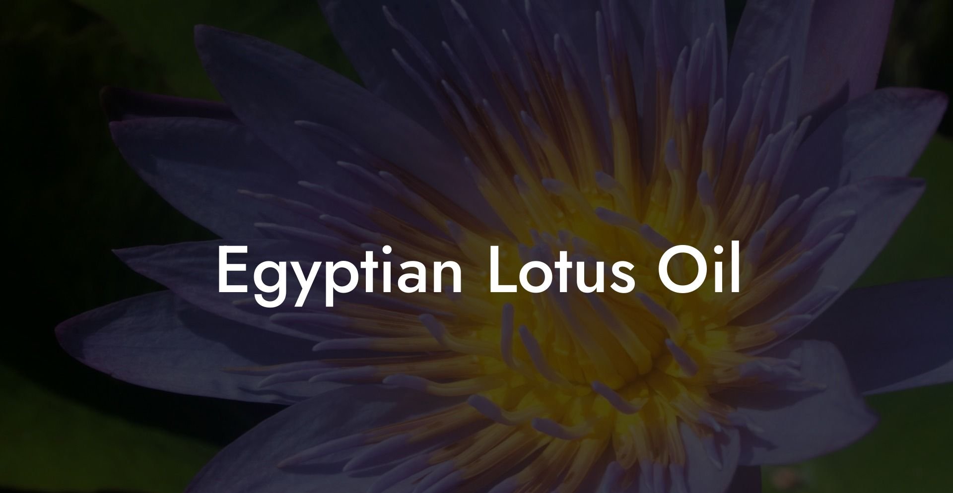Egyptian Lotus Oil