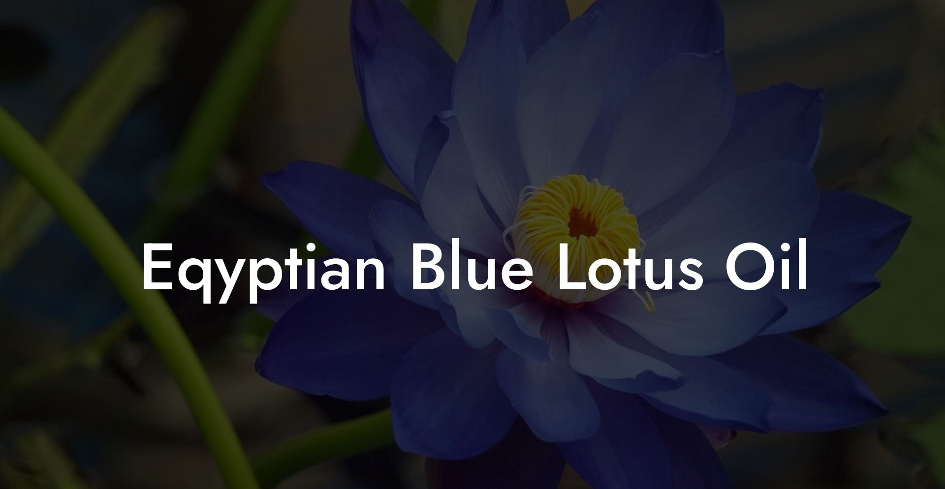 Eqyptian Blue Lotus Oil