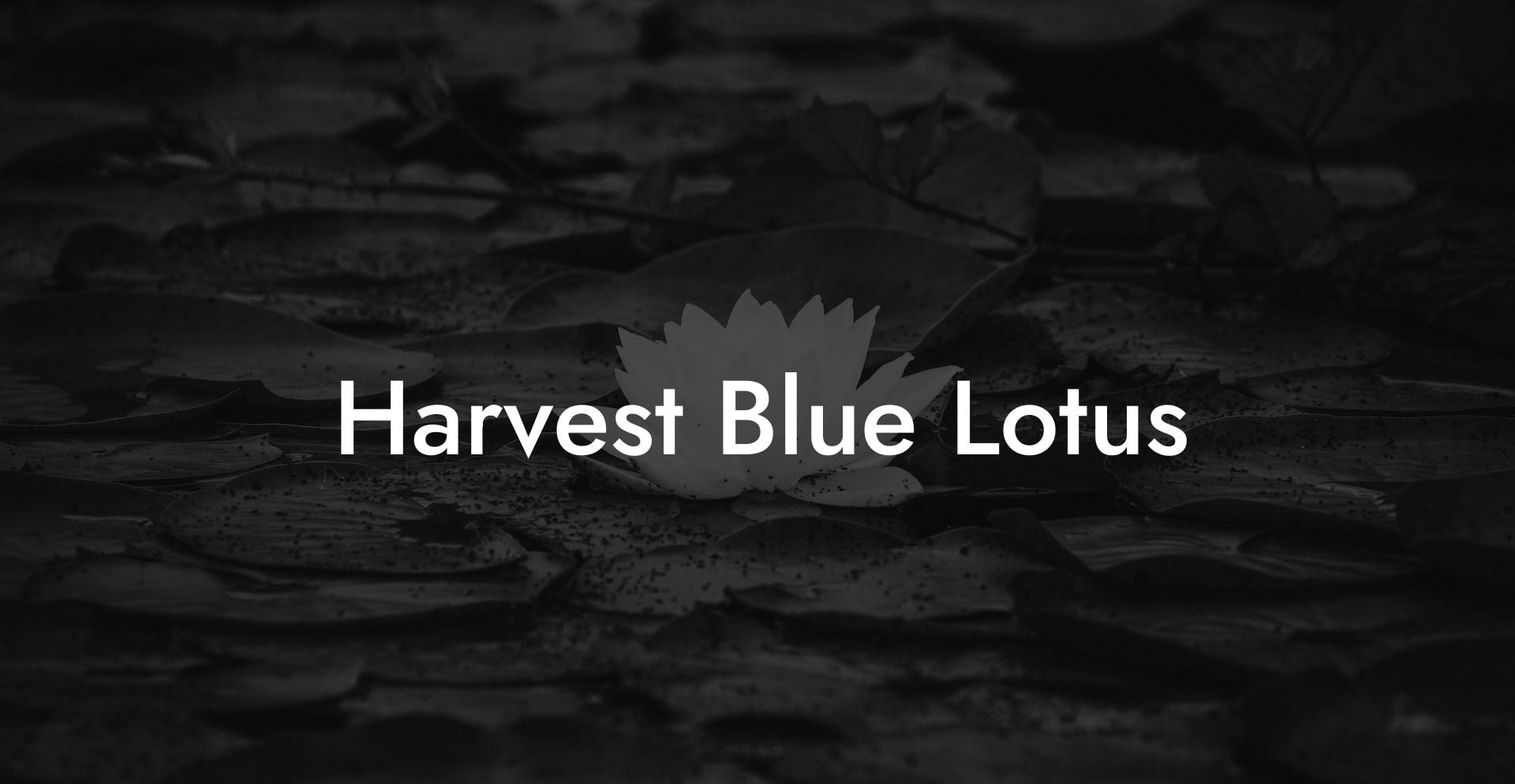 Harvest Blue Lotus