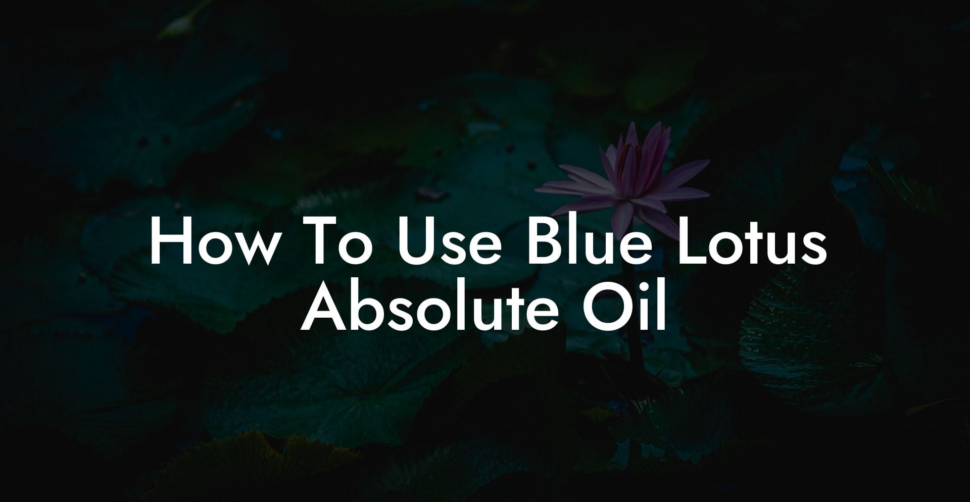 How To Use Blue Lotus Absolute Oil