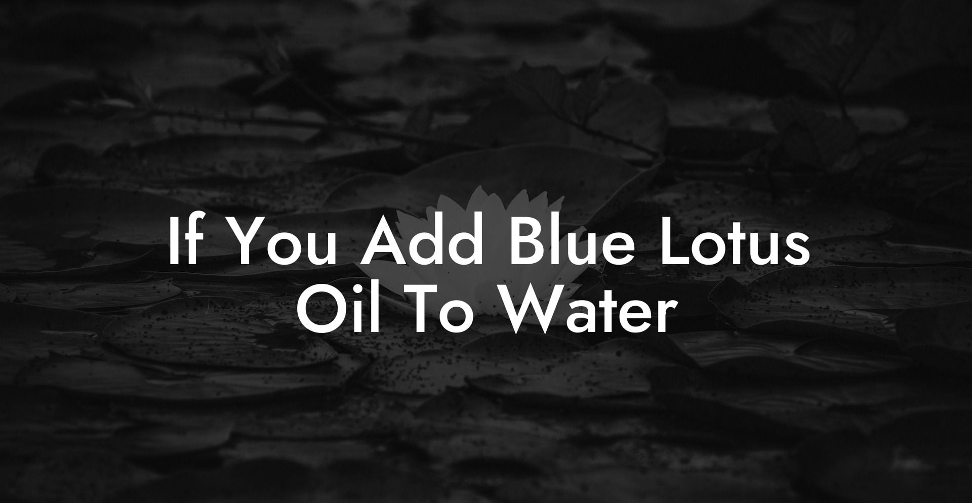 If You Add Blue Lotus Oil To Water