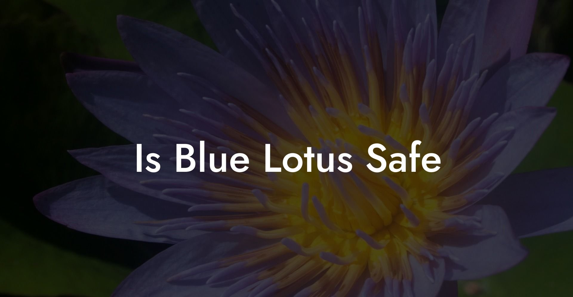 Is Blue Lotus Safe
