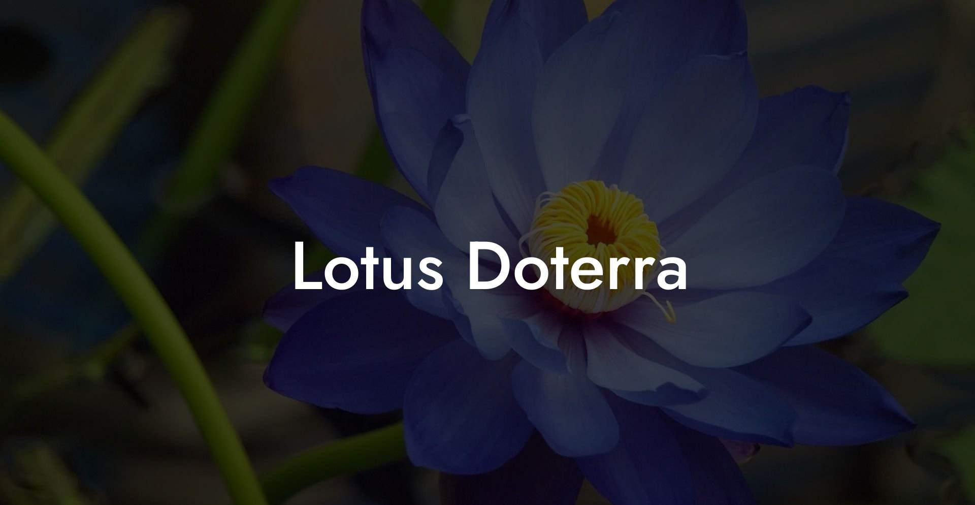 Lotus Doterra