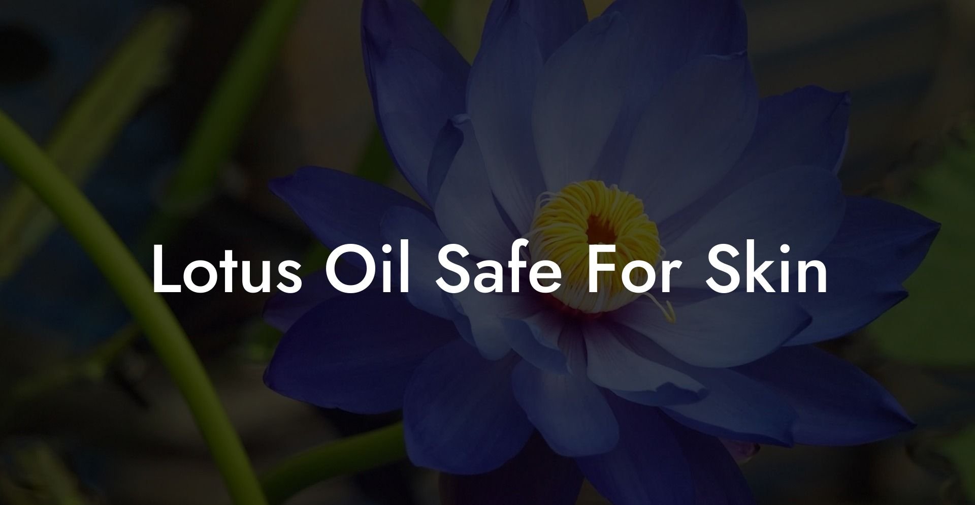 Lotus Oil Safe For Skin