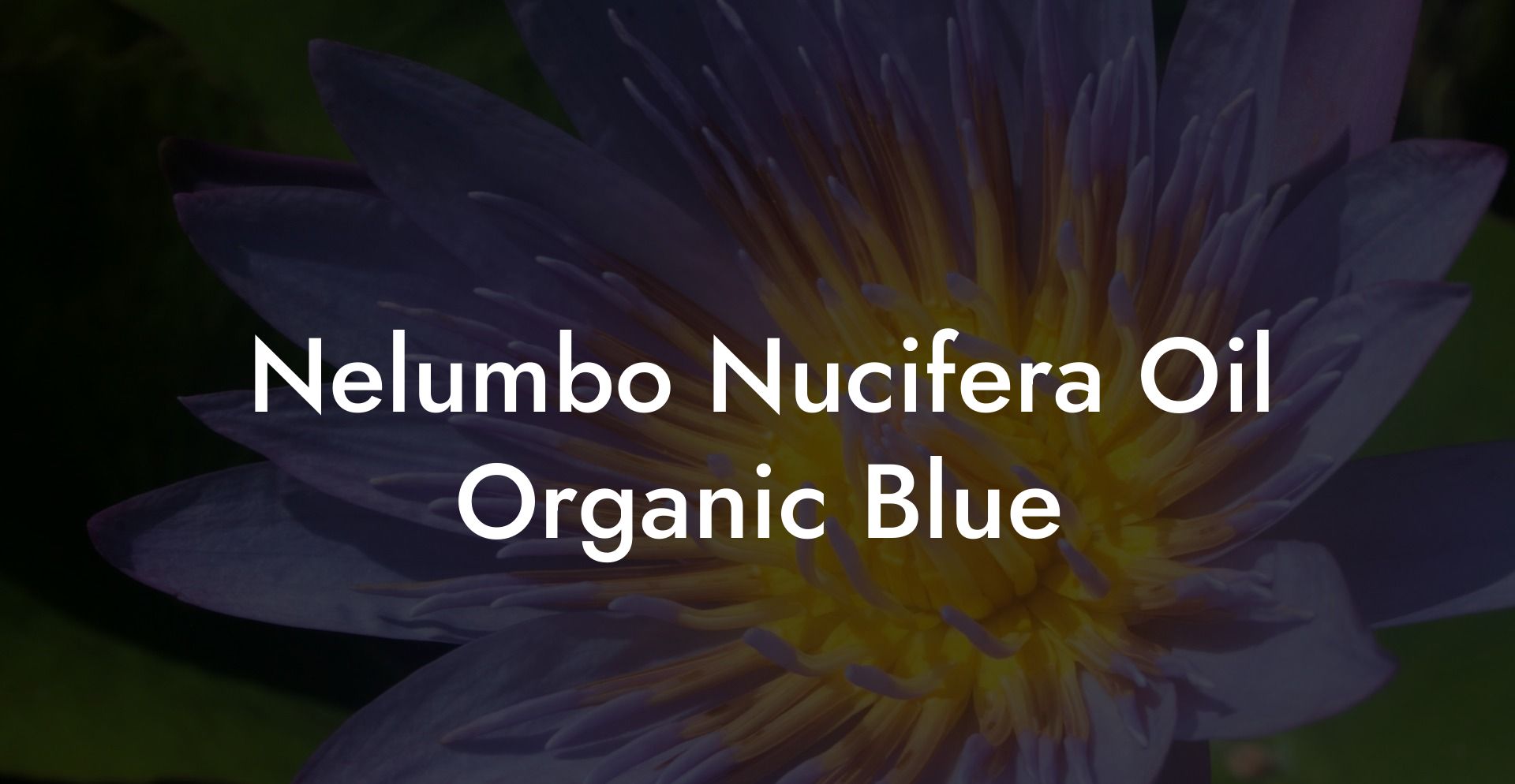 Nelumbo Nucifera Oil Organic Blue