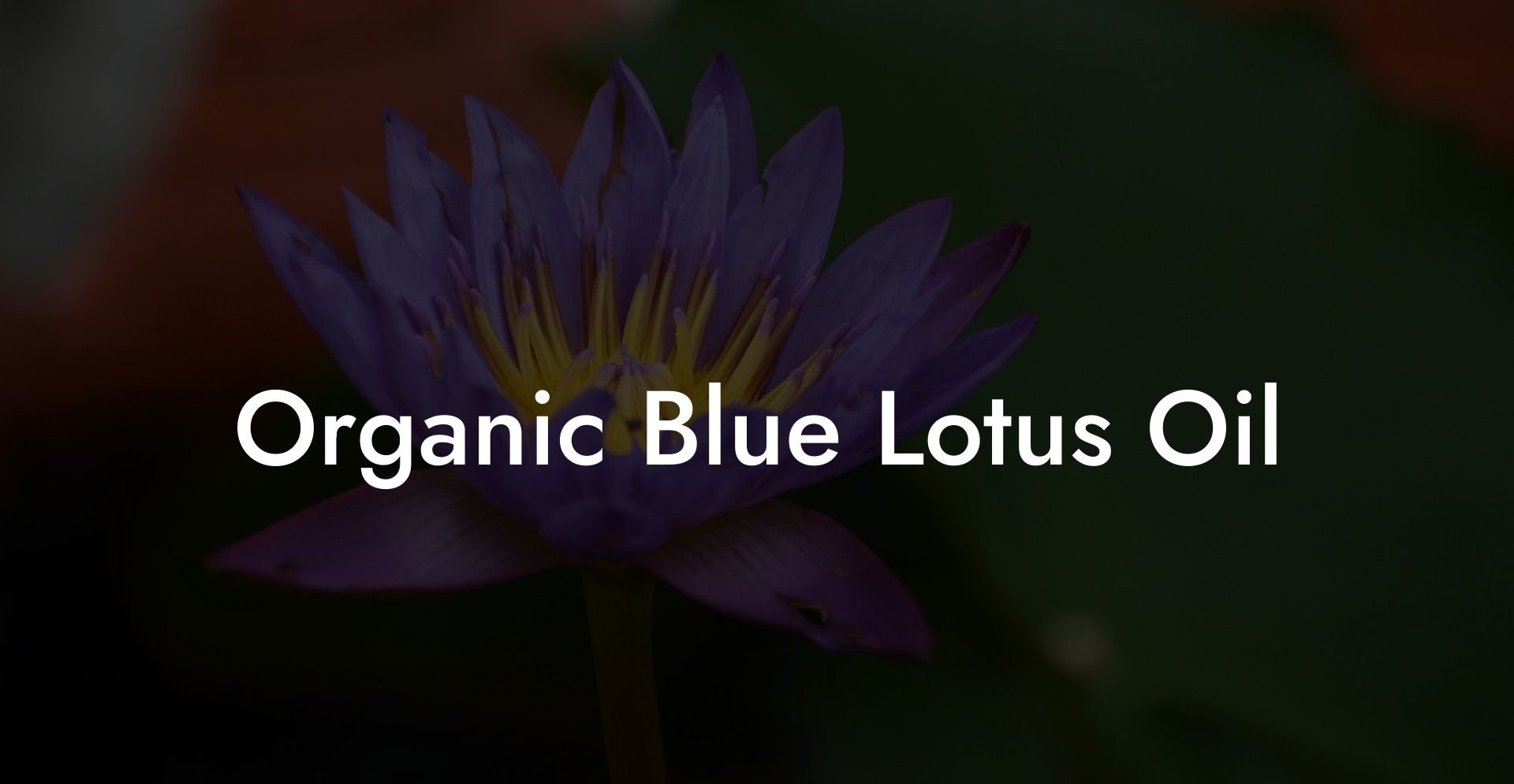 Organic Blue Lotus Oil