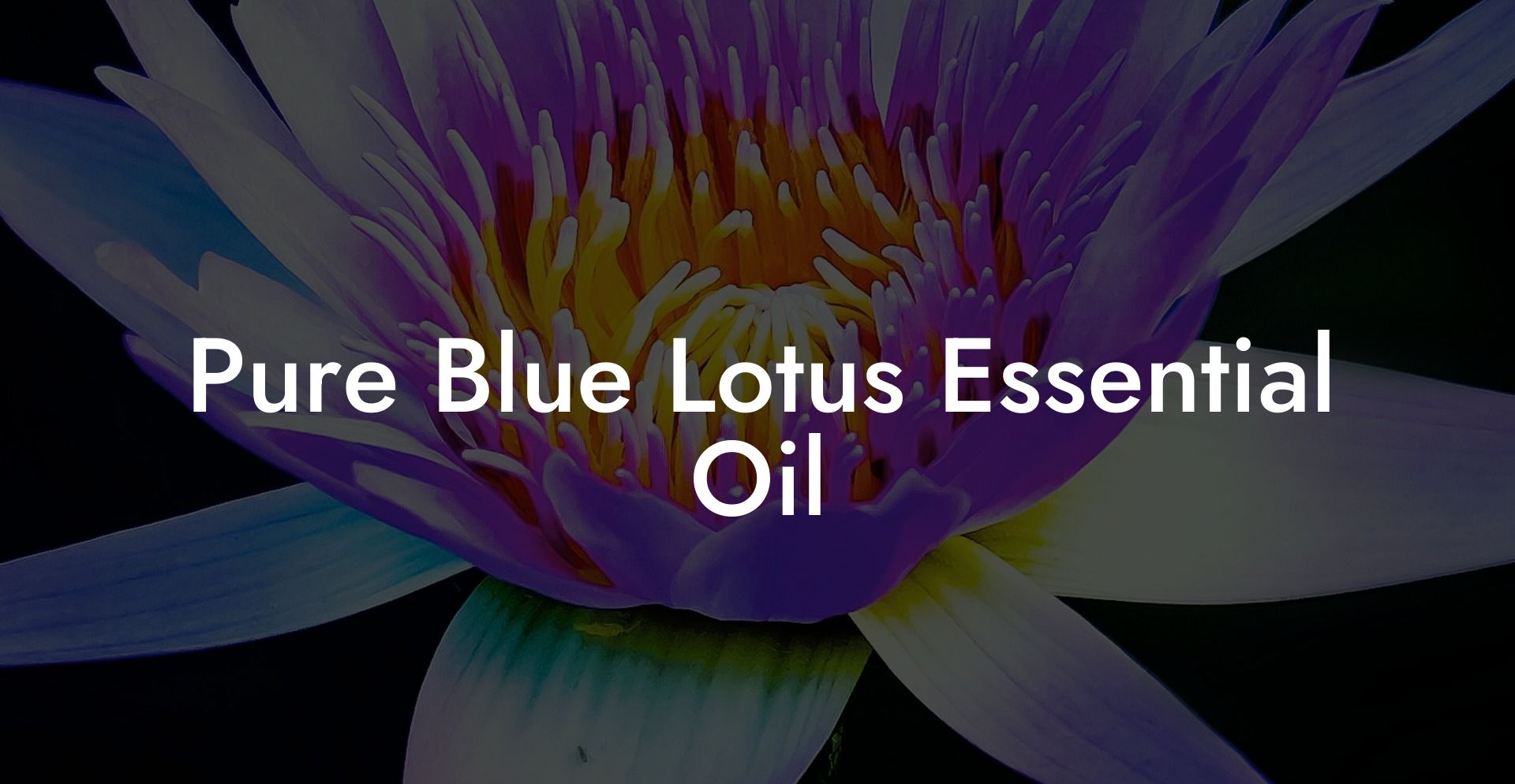 Pure Blue Lotus Essential Oil