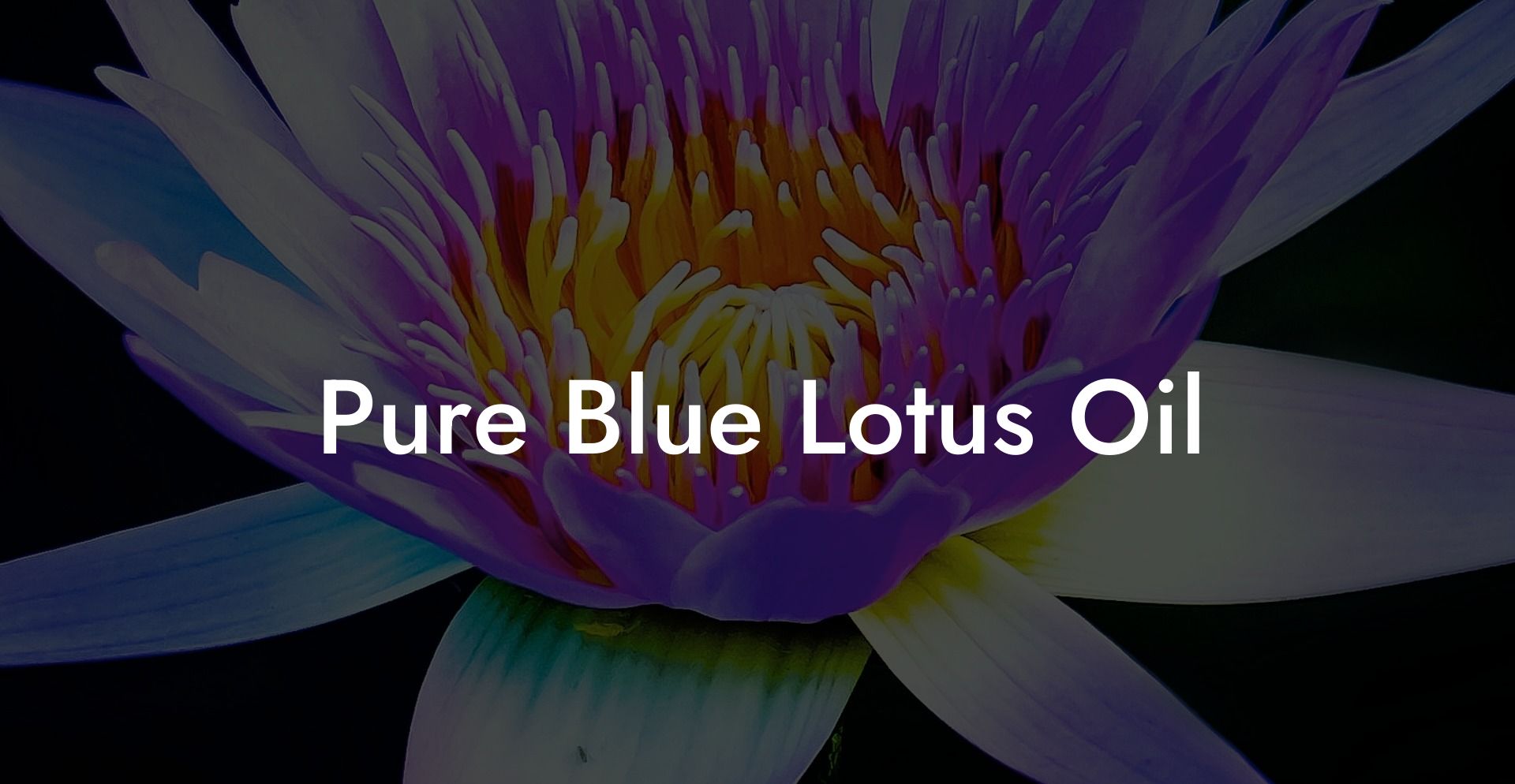 Pure Blue Lotus Oil