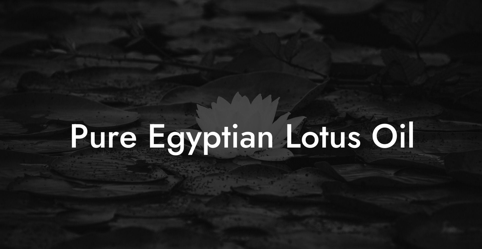 Pure Egyptian Lotus Oil