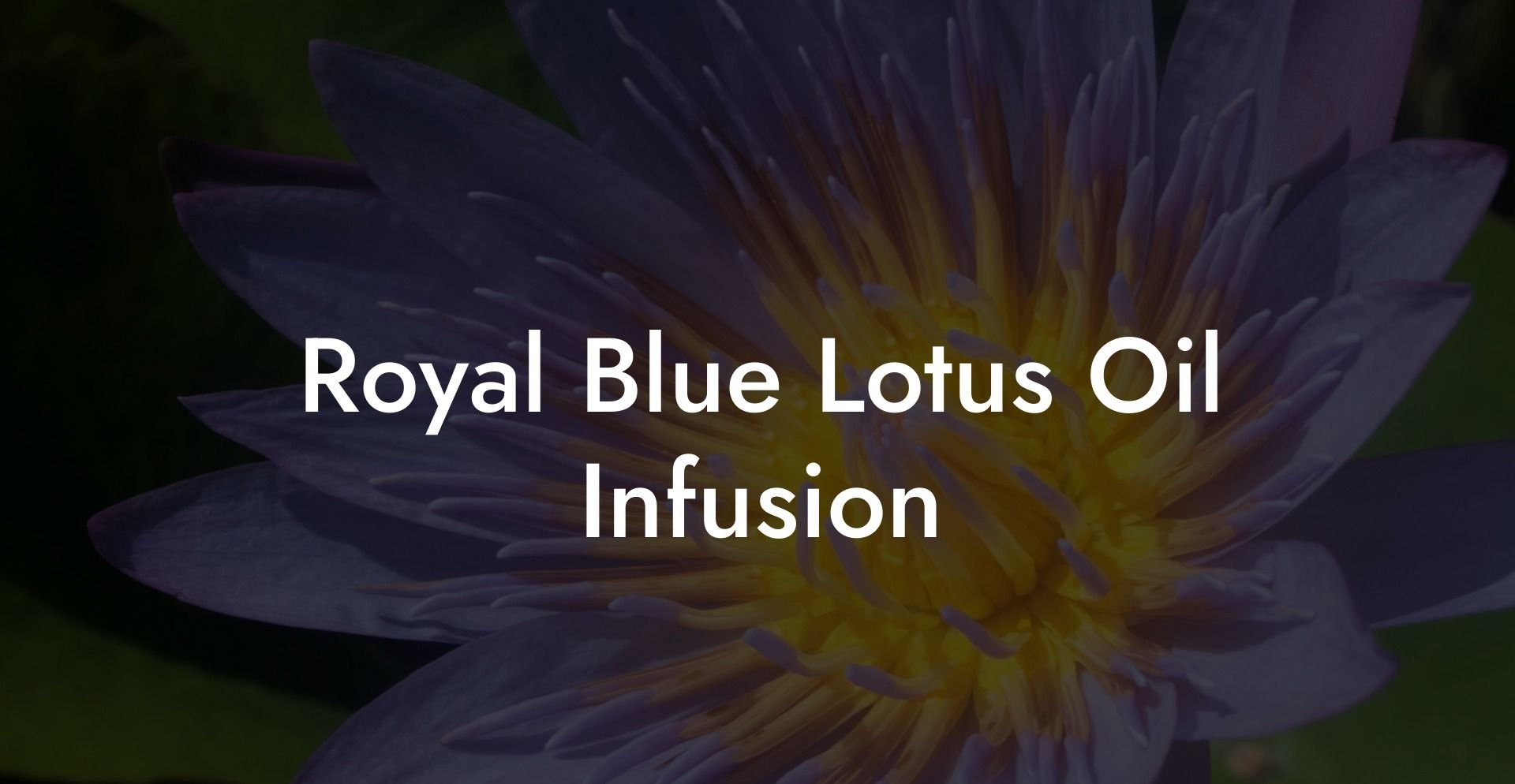 Royal Blue Lotus Oil Infusion