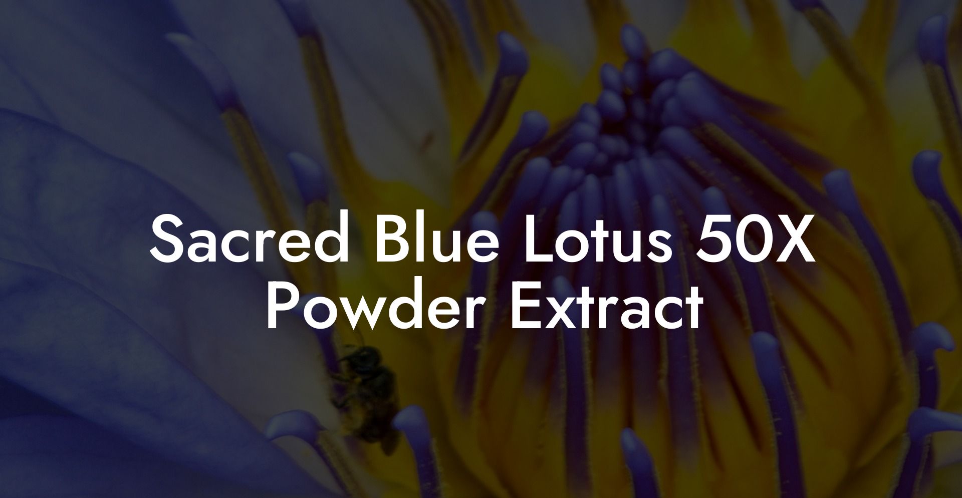 Sacred Blue Lotus 50X Powder Extract