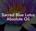 Sacred Blue Lotus Absolute Oil