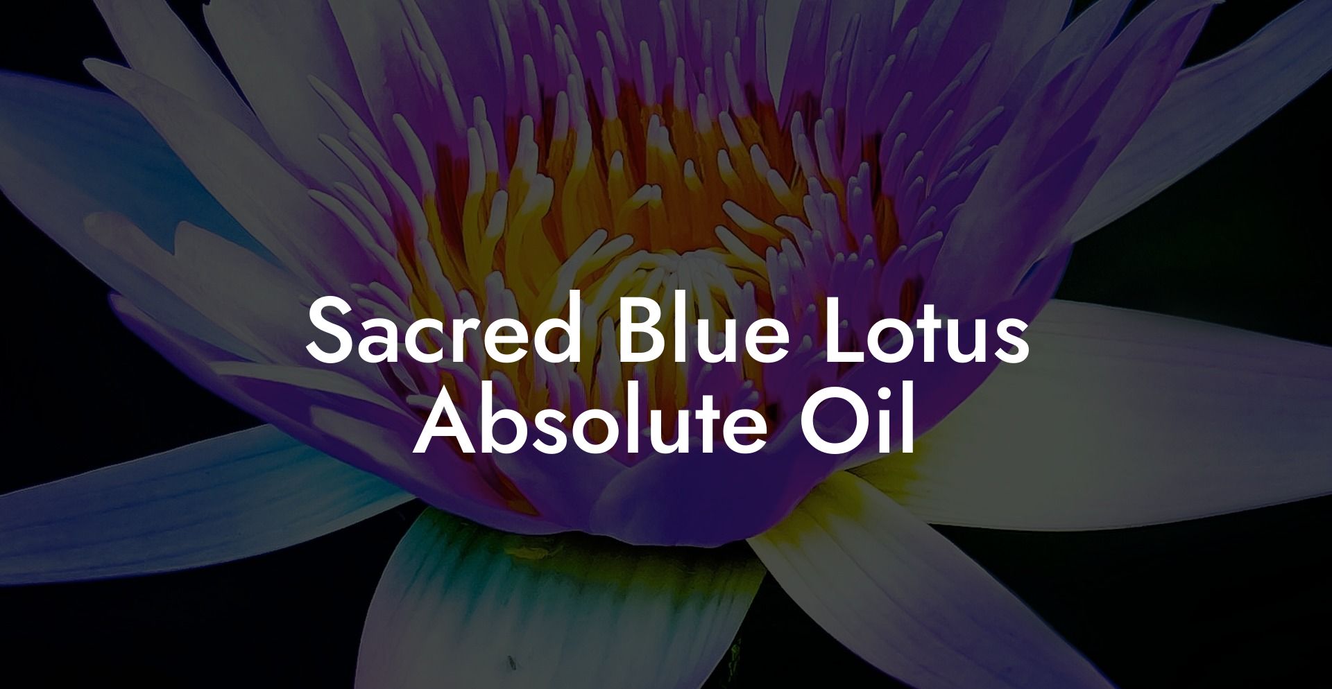 Sacred Blue Lotus Absolute Oil