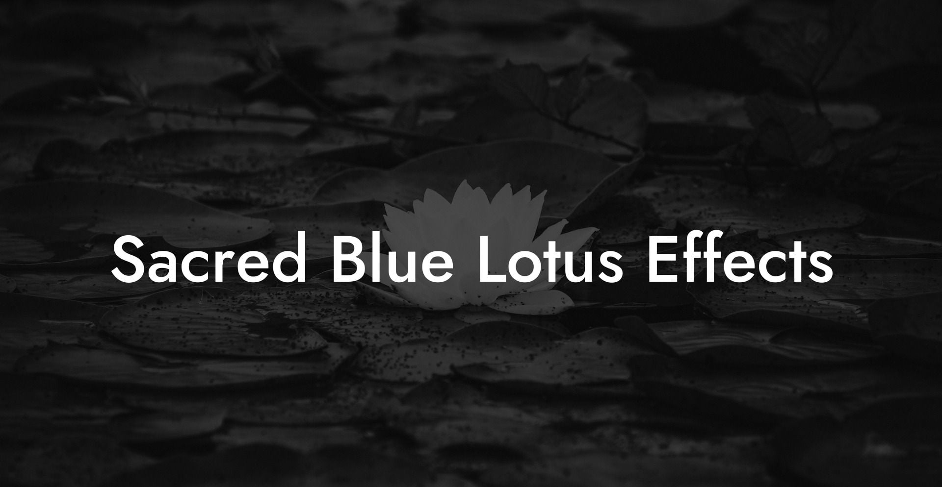 Sacred Blue Lotus Effects