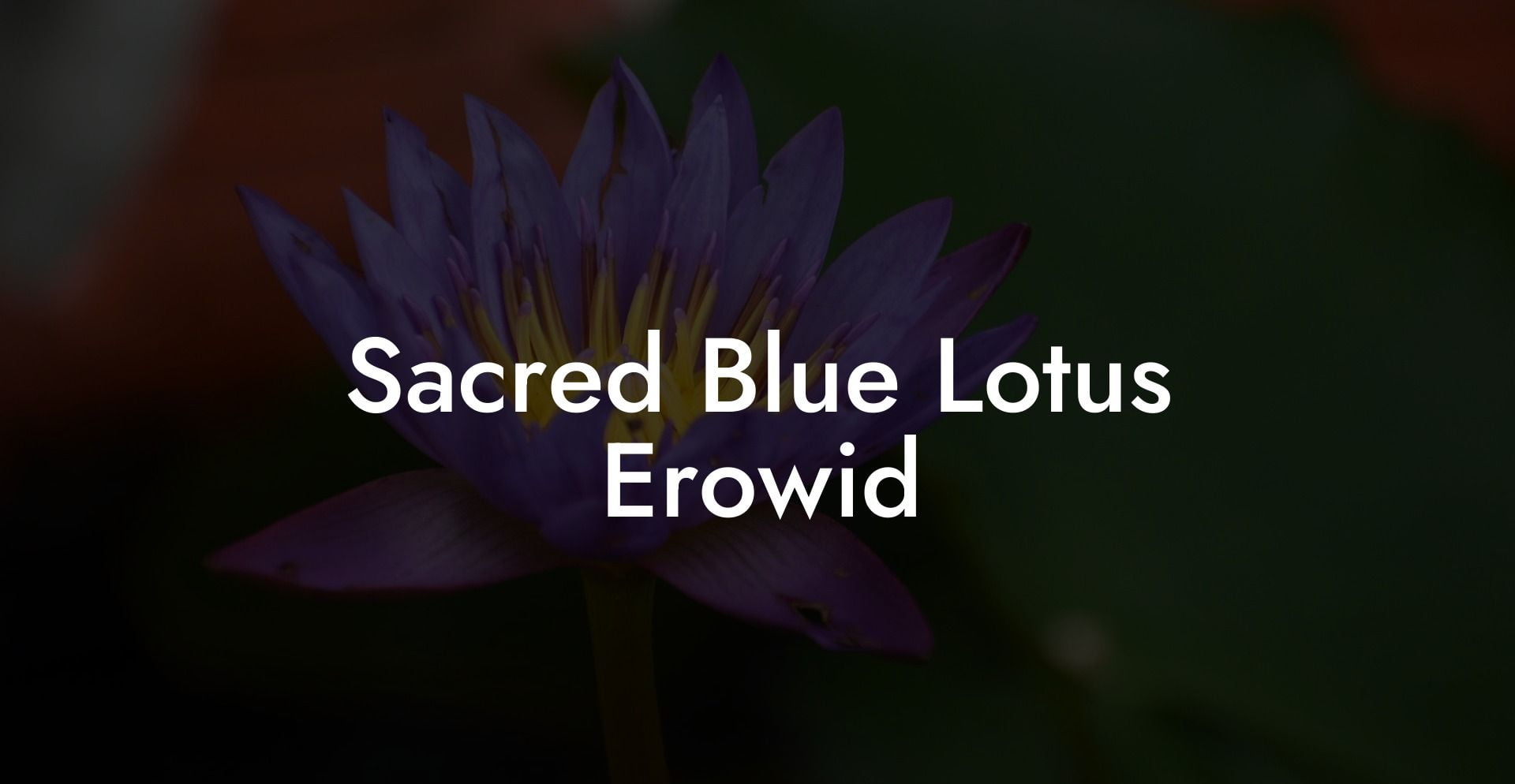 Sacred Blue Lotus Erowid