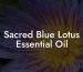 Sacred Blue Lotus Essential Oil