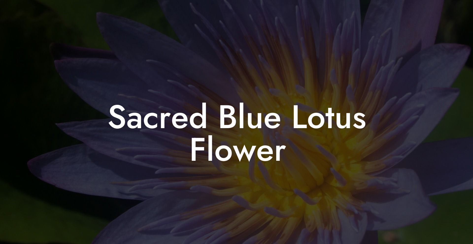 Sacred Blue Lotus Flower