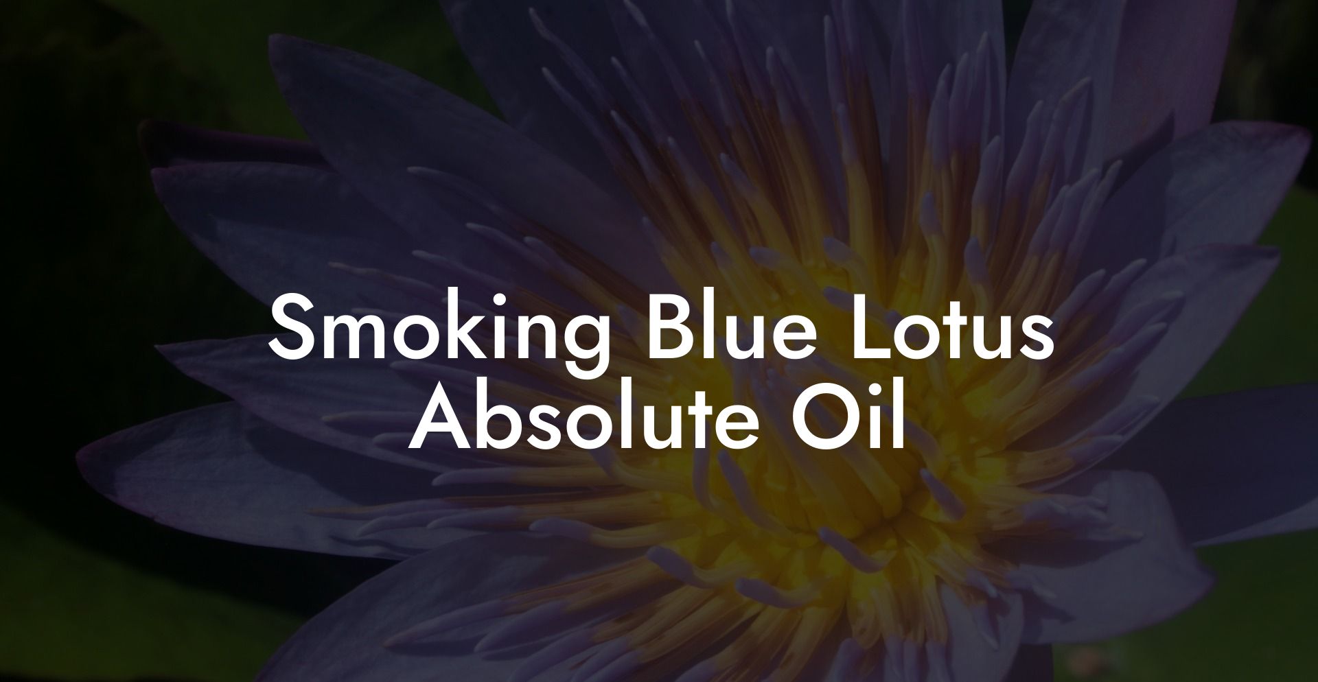 Smoking Blue Lotus Absolute Oil