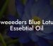 Sweeeders Blue Lotus Essebtial Oil