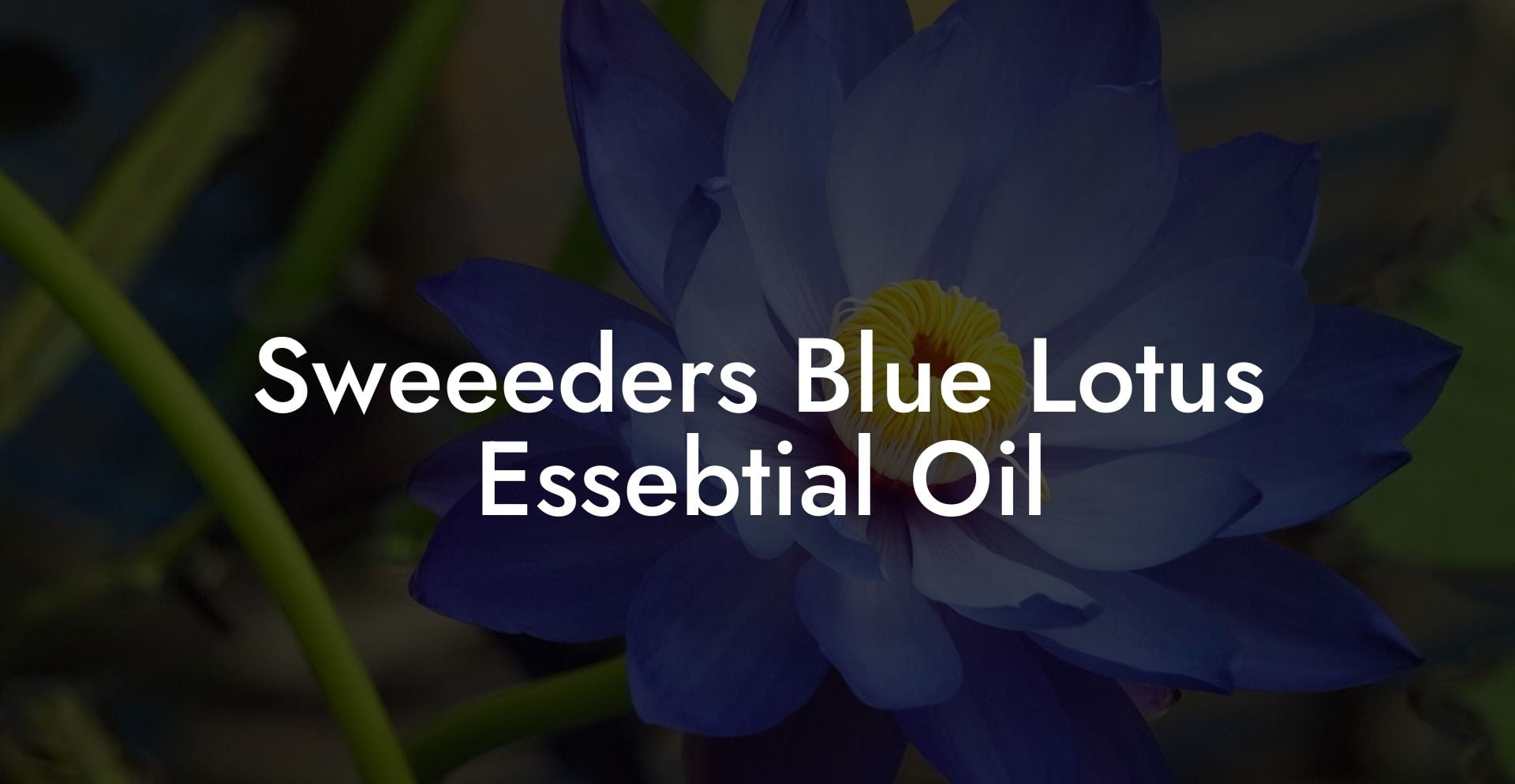 Sweeeders Blue Lotus Essebtial Oil