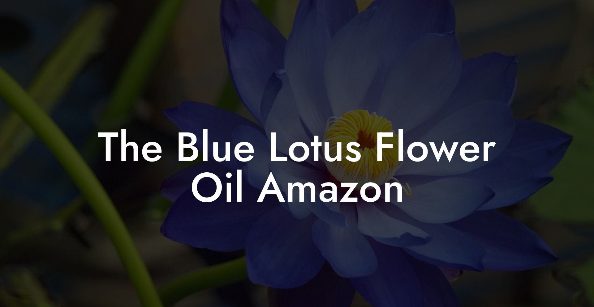 The Blue Lotus Flower Oil Amazon