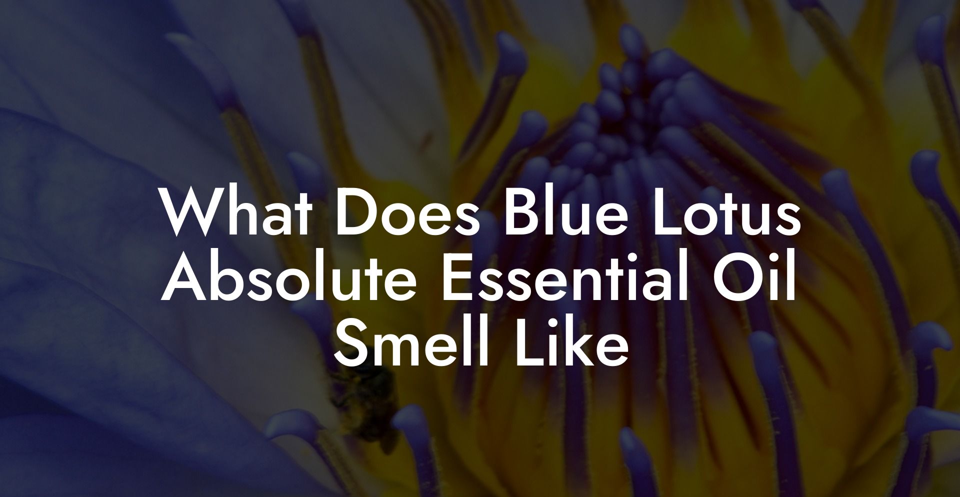 What Does Blue Lotus Absolute Essential Oil Smell Like