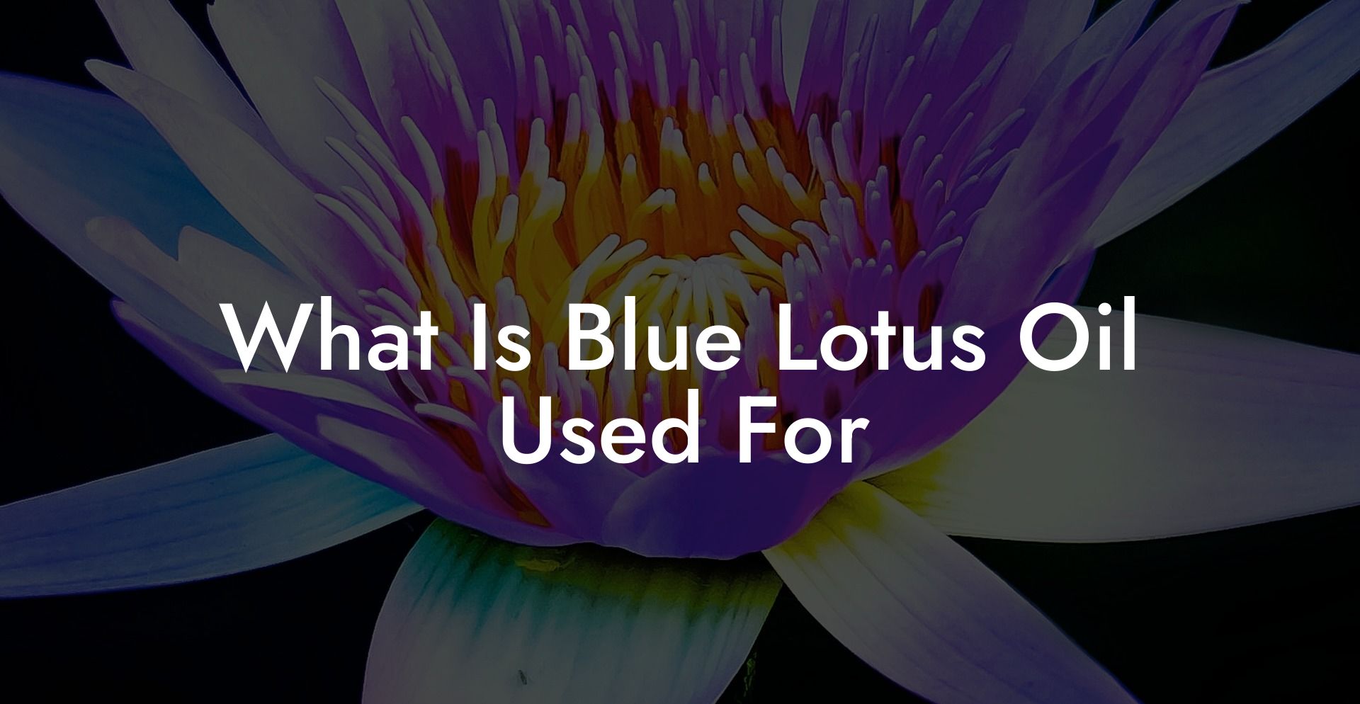 What Is Blue Lotus Oil Used For